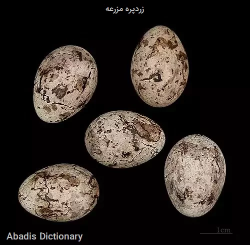 زردپره مزرعه